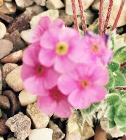 Androsace villosa jacquemontii 'Pink' 
